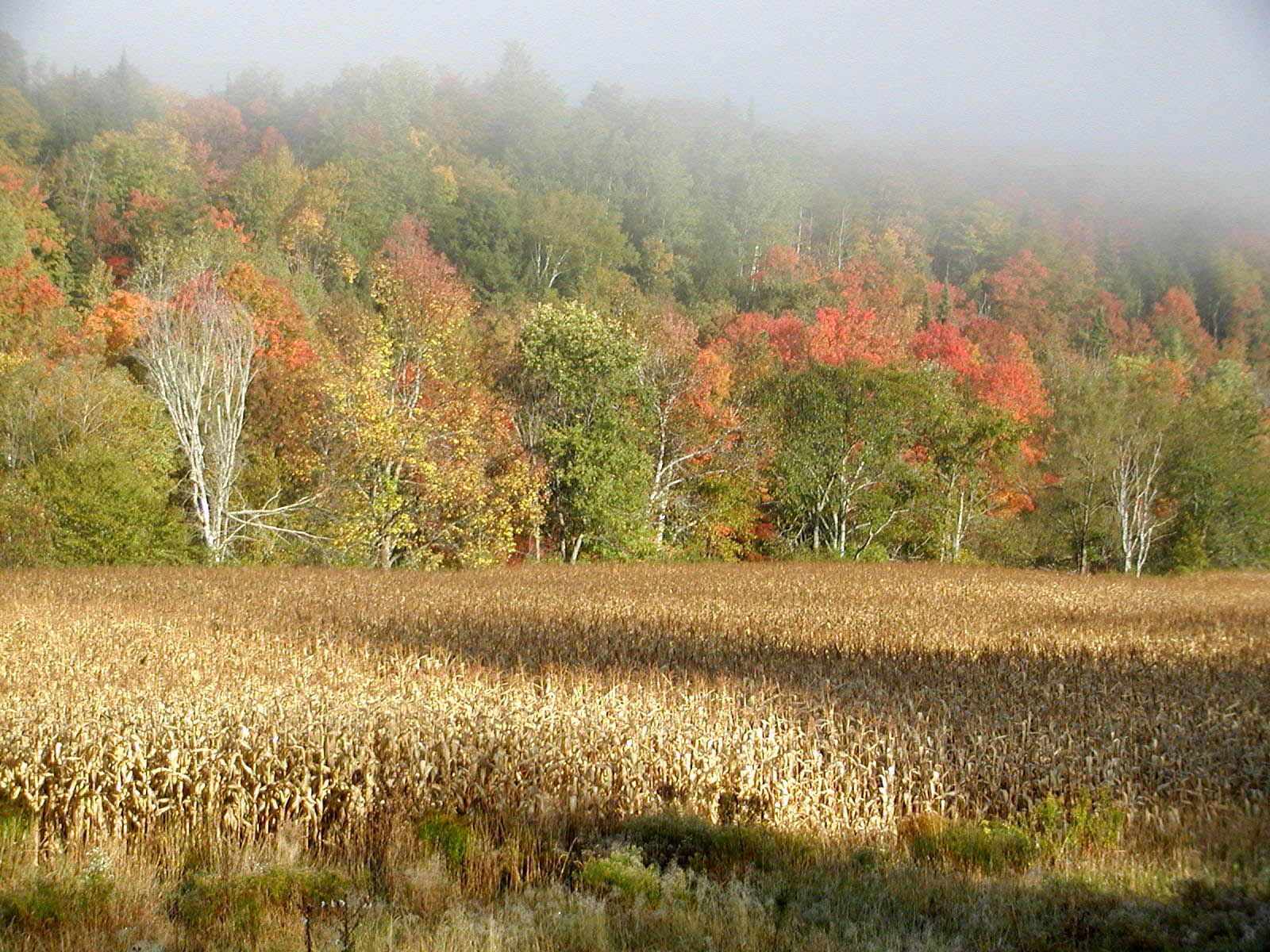 Autumn Morning Fog