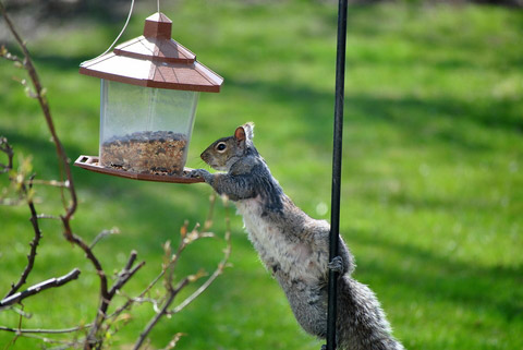 How to Keep Squirrels Out of Bird Feeders | Simple Solutions