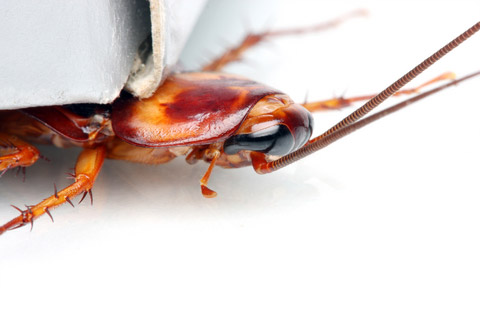 How to Get Rid of Cockroaches | Tips & Tricks