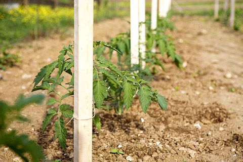 How to Make a Tomato Trellis