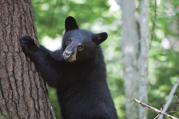 The Man Who Watches Bears | Ben Kilham