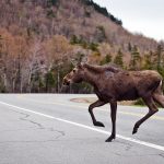 Moose Images