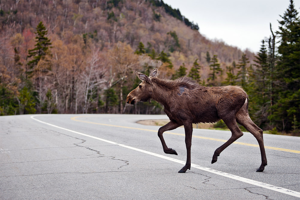 Moose-Watching Advice | How, When & Where to Spot a Moose in New England