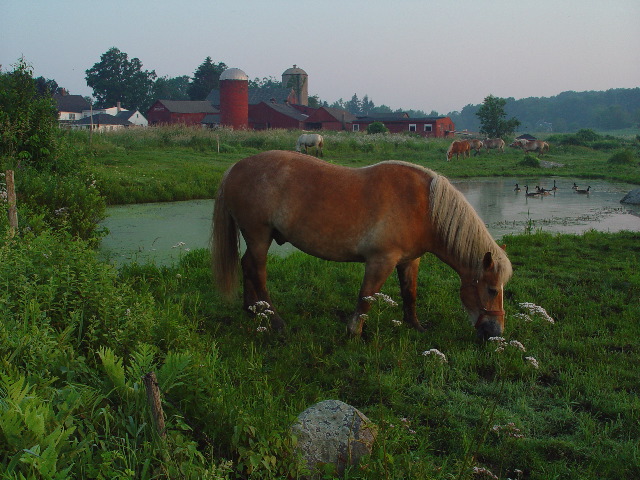 Sunrise at the Bunnell Farm