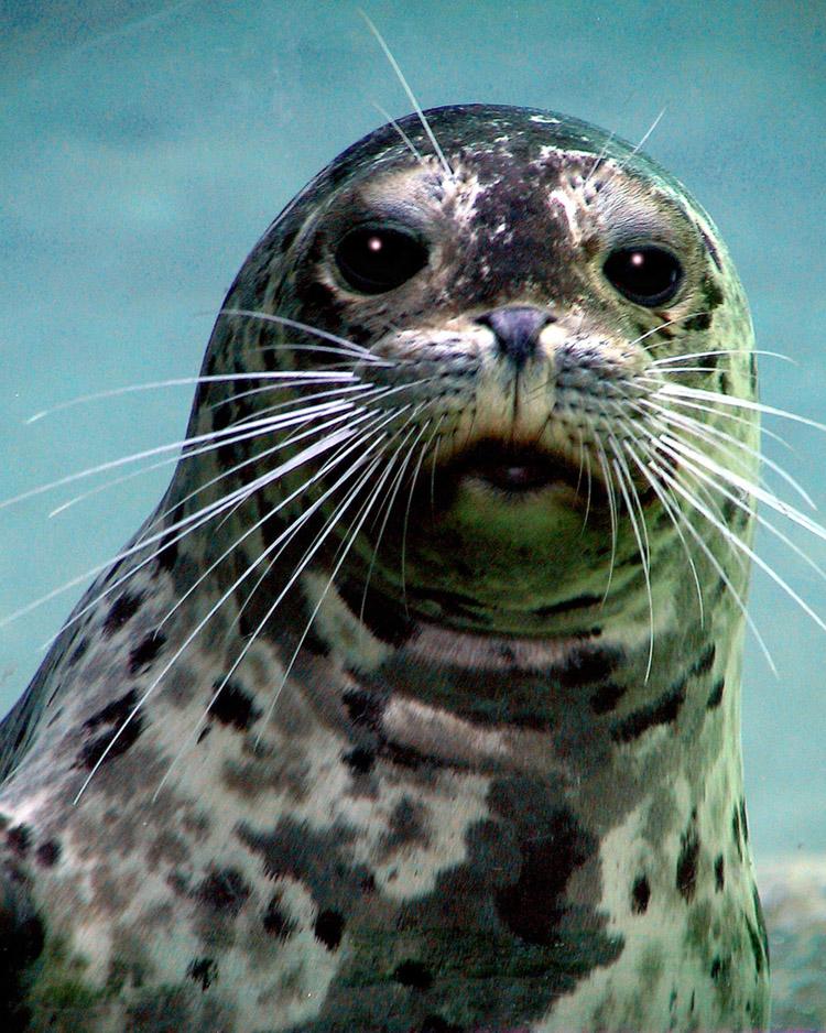 Harbor Seal at Roger Williams Park Zoo