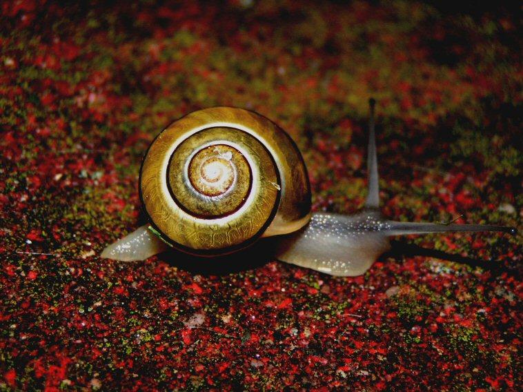 Snail