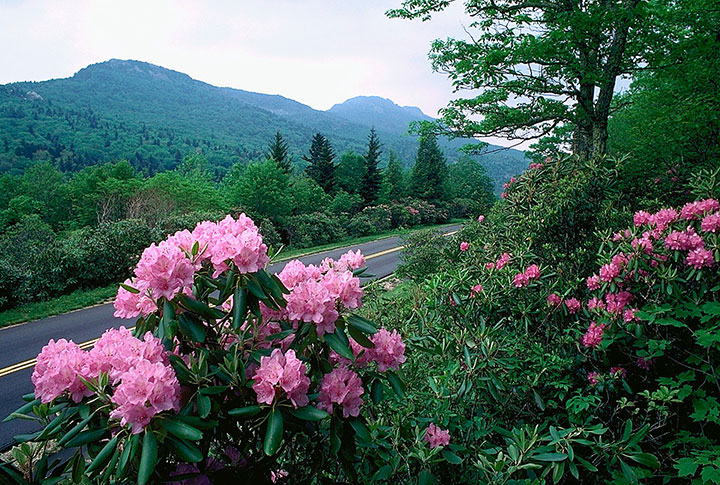 Blooming azaleas line North Carolina’s Blue Ridge Parkway.