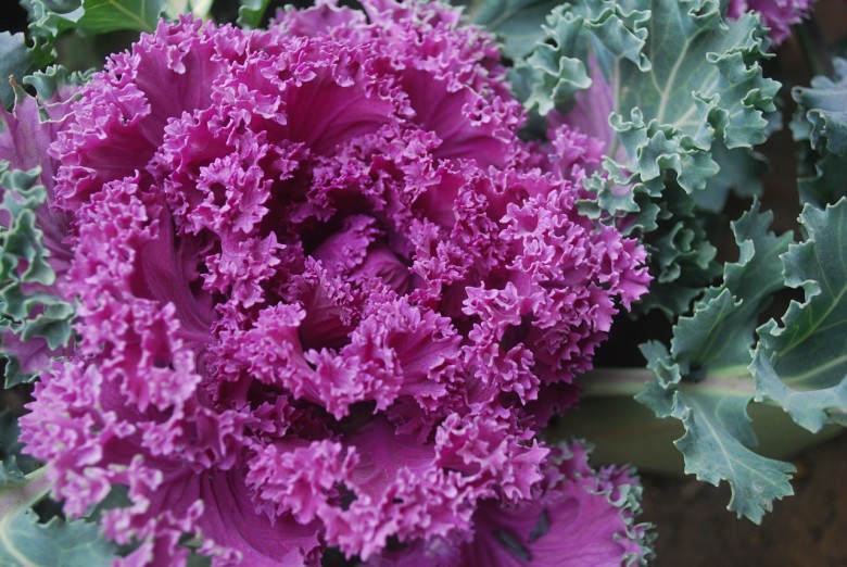 Best Fall Porch Plants