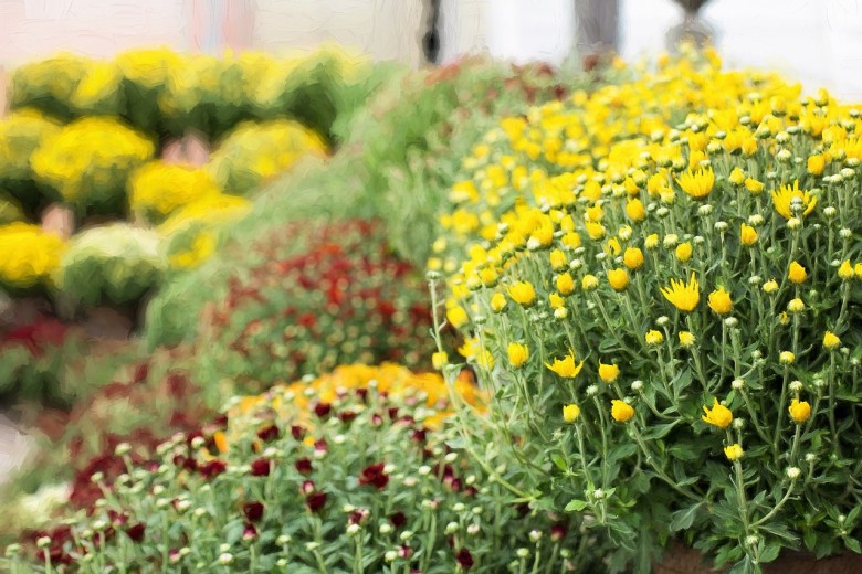 Best Fall Porch Plants