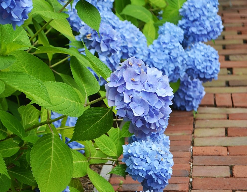 6 New England Hydrangea Varieties – And How to Prune Them