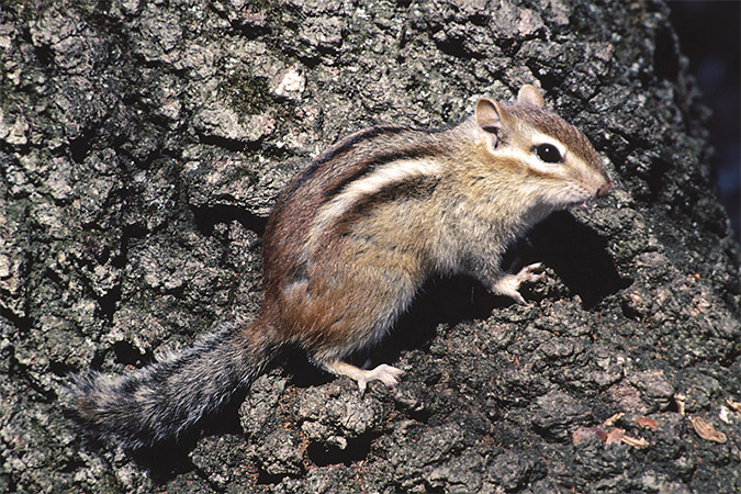 How to Get Rid of Chipmunks