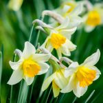 How to Plant Fall Bulbs