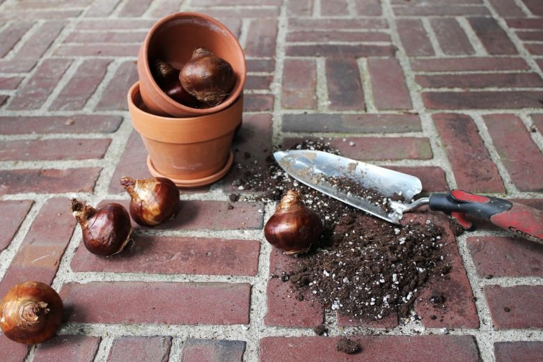 Fall Planting Guide | What to Plant Before the First Frost