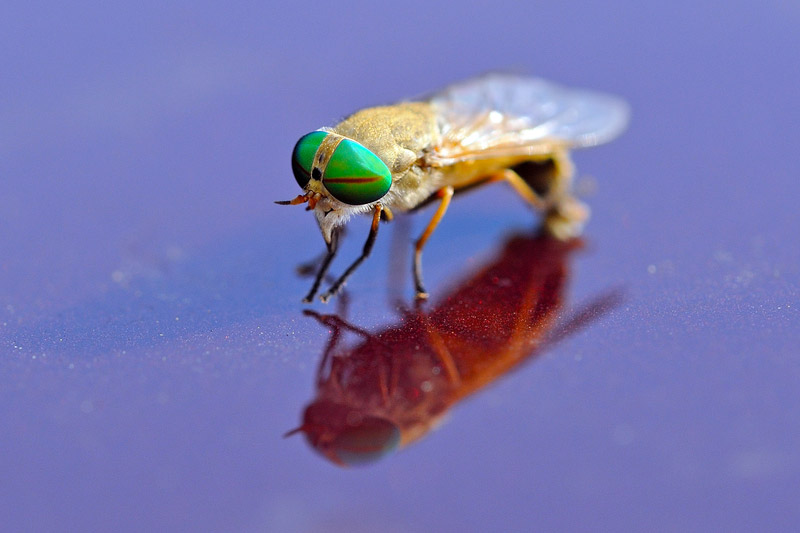Beasts of the Northern Wild | All About Greenhead Flies