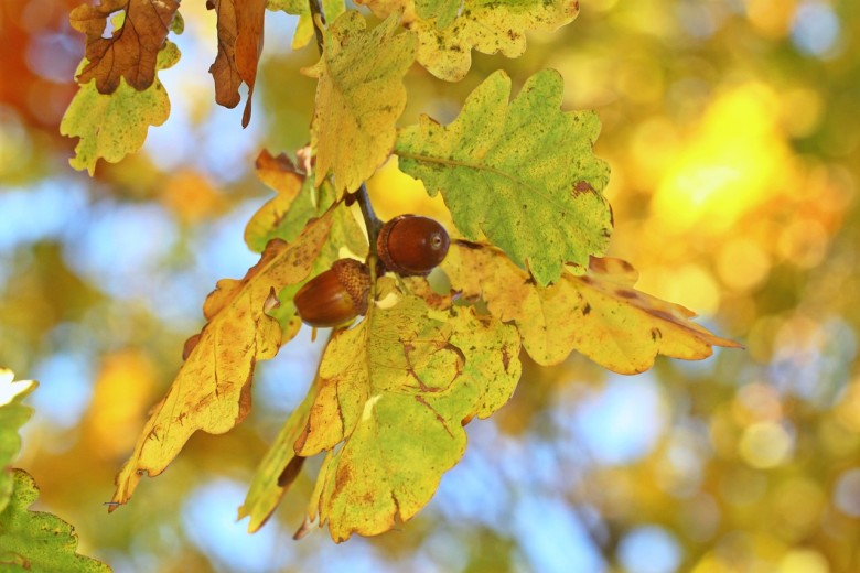 How to Grow Oak Trees from Acorns