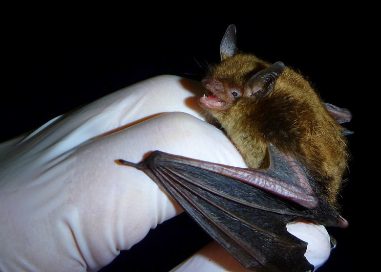 how to get rid of bats in the attic