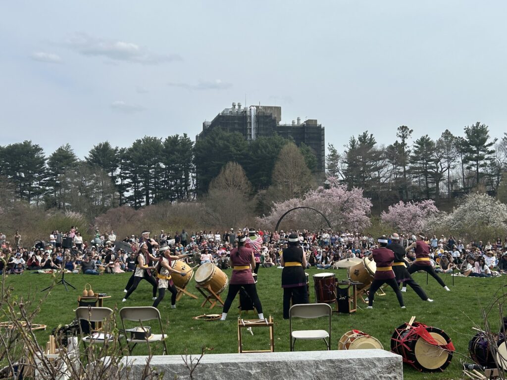 Cherry Blossoms in New England: Where to See Spring in Full Bloom. Taiko drummers perform outdoors on a lawn before a seated audience, with trees, blooming cherry blossoms, and a skyline in the background.