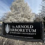 Cherry Blossoms in New England: Where to See Spring in Full Bloom. A sign for The Arnold Arboretum of Harvard University is mounted on a stone wall, with blooming white trees and a clear sky in the background.