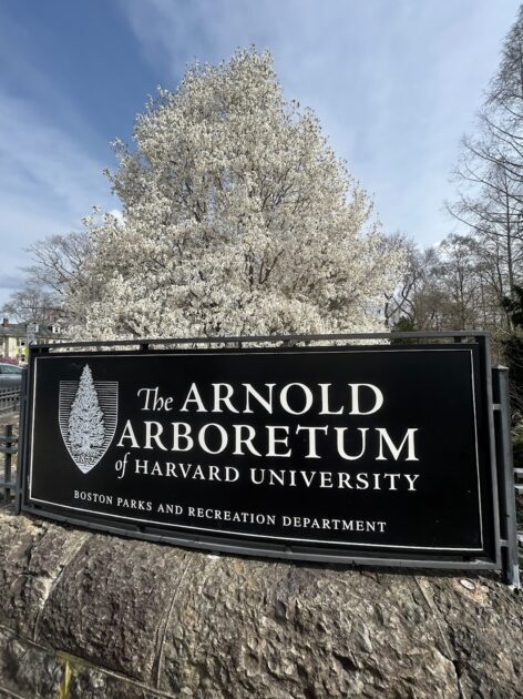 Cherry Blossoms in New England: Where to See Spring in Full Bloom. A sign for The Arnold Arboretum of Harvard University is mounted on a stone wall, with blooming white trees and a clear sky in the background.