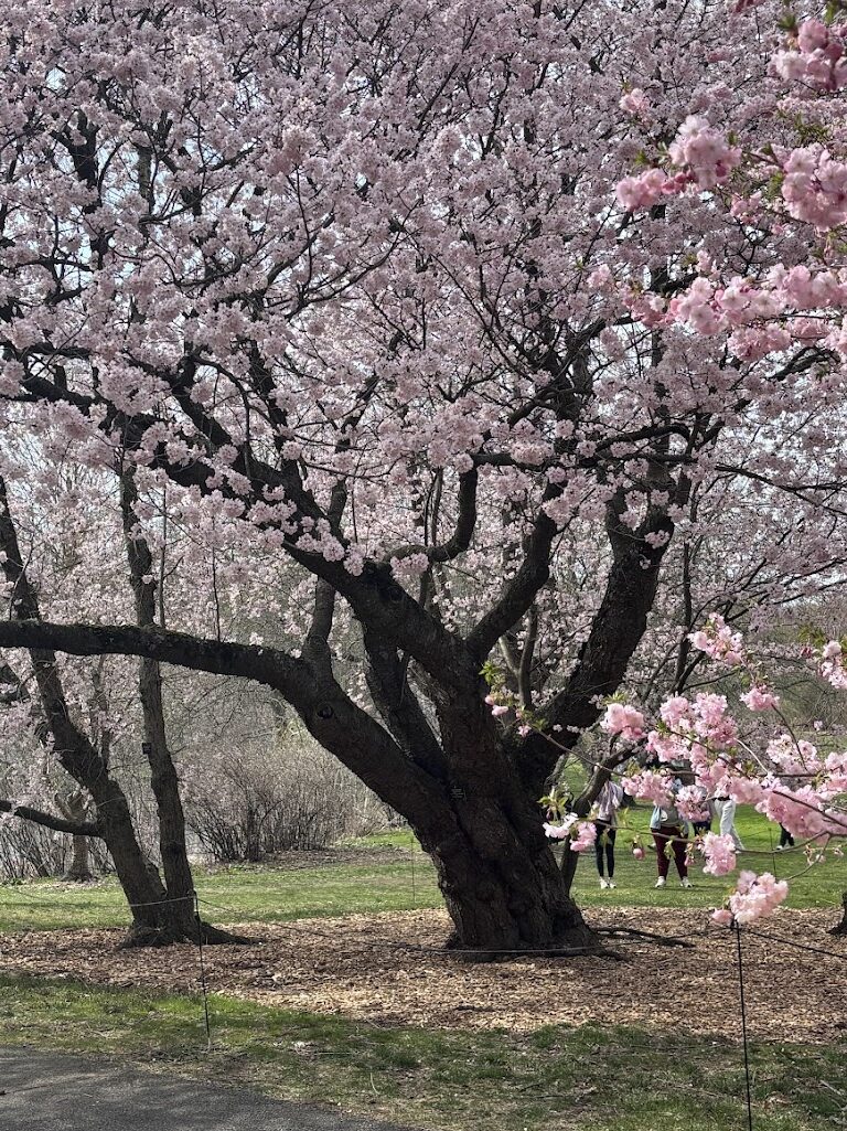 Large cherry blossom trees in full bloom stand along a pathway in a park, with several people walking and taking photos under the pink flowers.