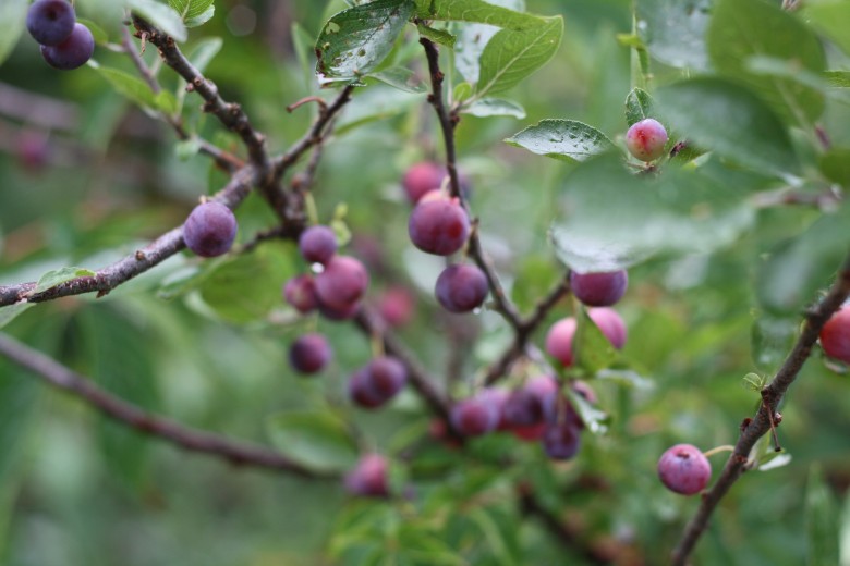 How to Make Beach Plum Jam