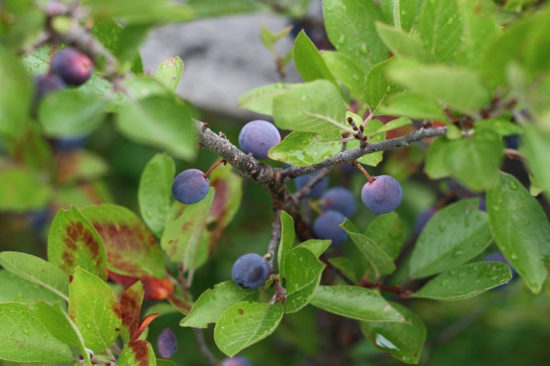 How to Make Beach Plum Jam