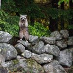 Raccoon Deterrent