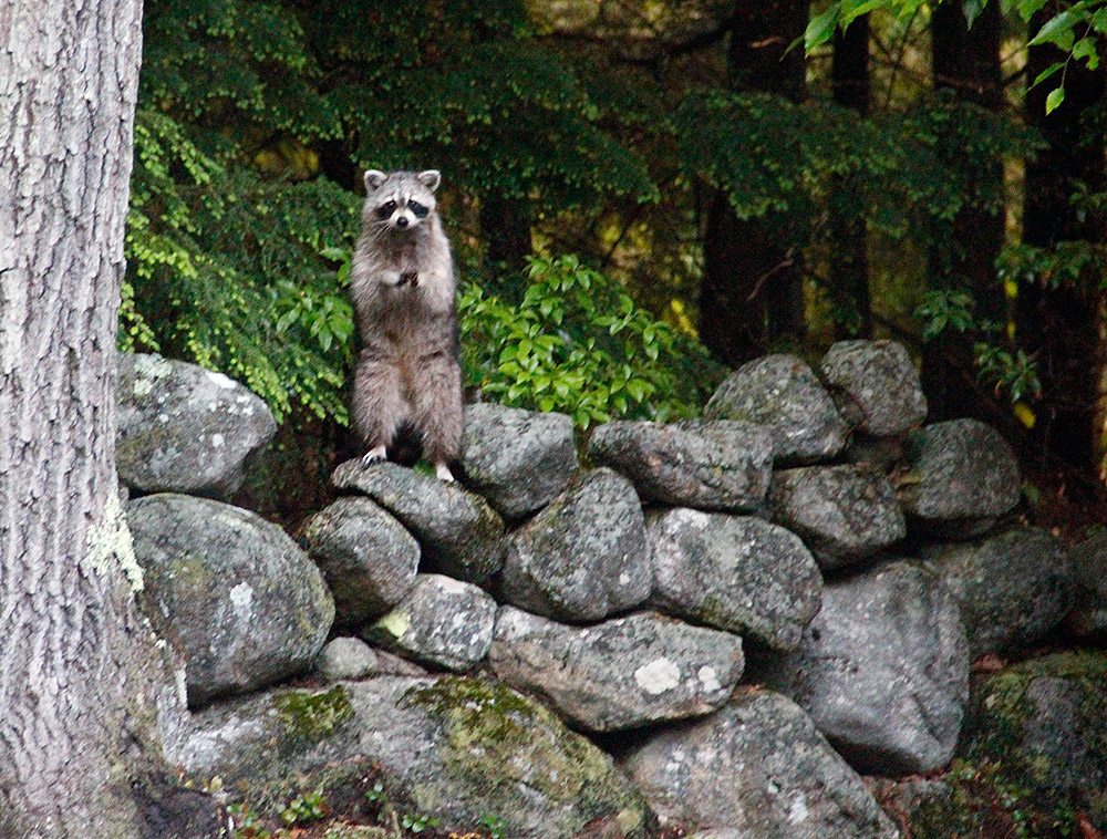 Raccoon Deterrent | 4 Ways to Keep Raccoons Out of Garbage Cans
