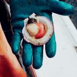 A gloved hand holds an open scallop with visible orange and white flesh.