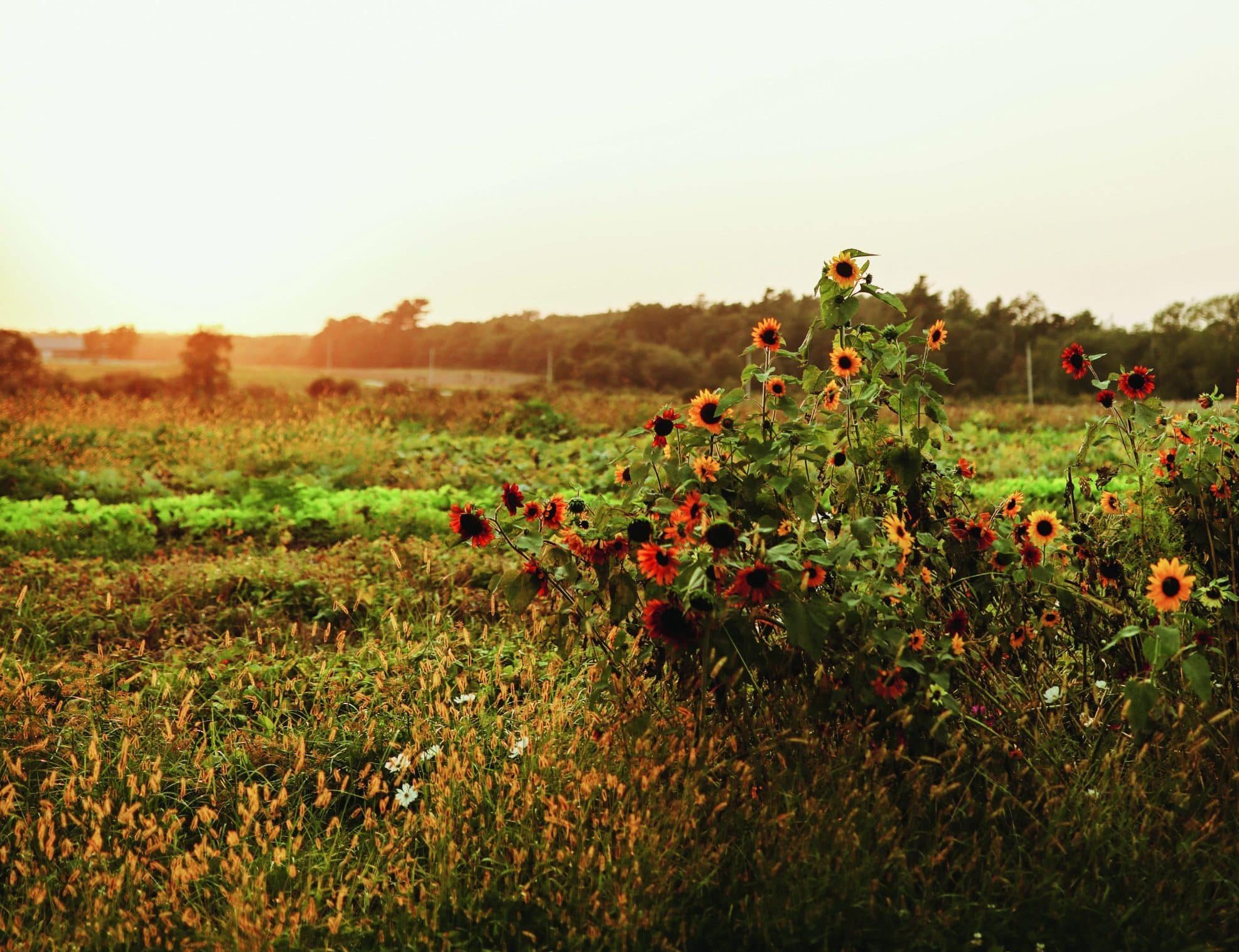 Scenic Summer Drive in Rhode Island’s Farm Coast