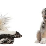 Get Rid of Skunk Odor | Methods to Deskunk Your Dog