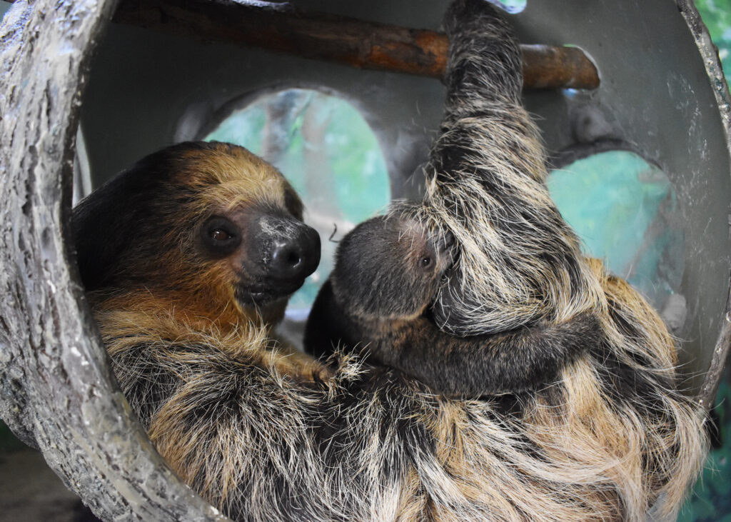 At Stone Zoo, a mom and newborn sloth are resting together inside a hollow log structure.