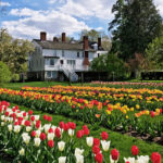 Rows of red, yellow, and white tulips bloom in a garden in front of a large, white two-story house with chimneys and trees under a partly cloudy sky.