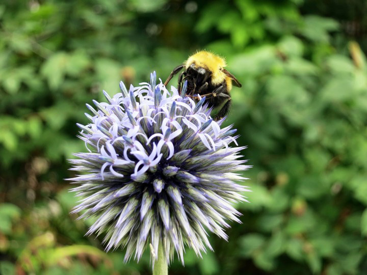 Flowers That Attract Bees