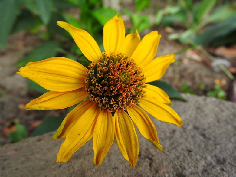 When to Cut Perennials? 