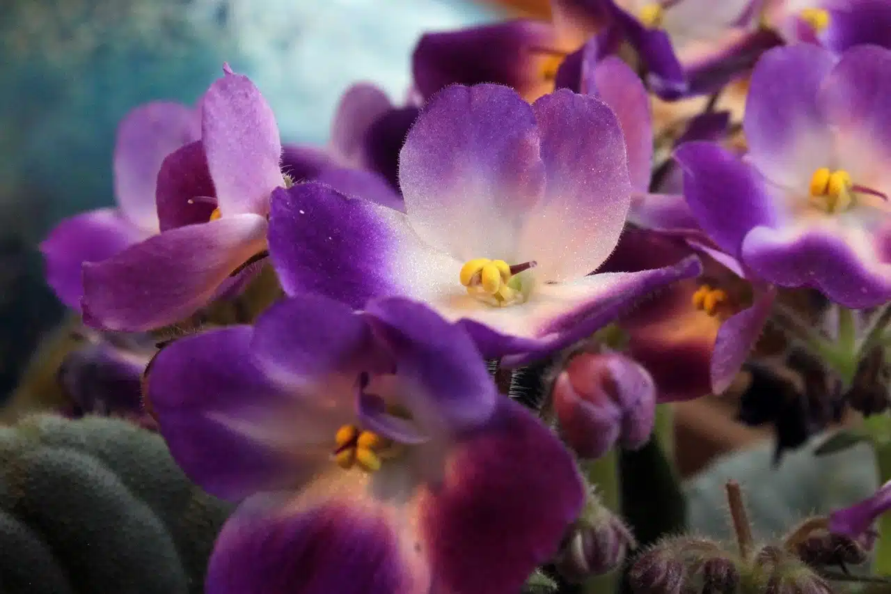 African Violets Care and Feeding | Grow Healthy African Violets