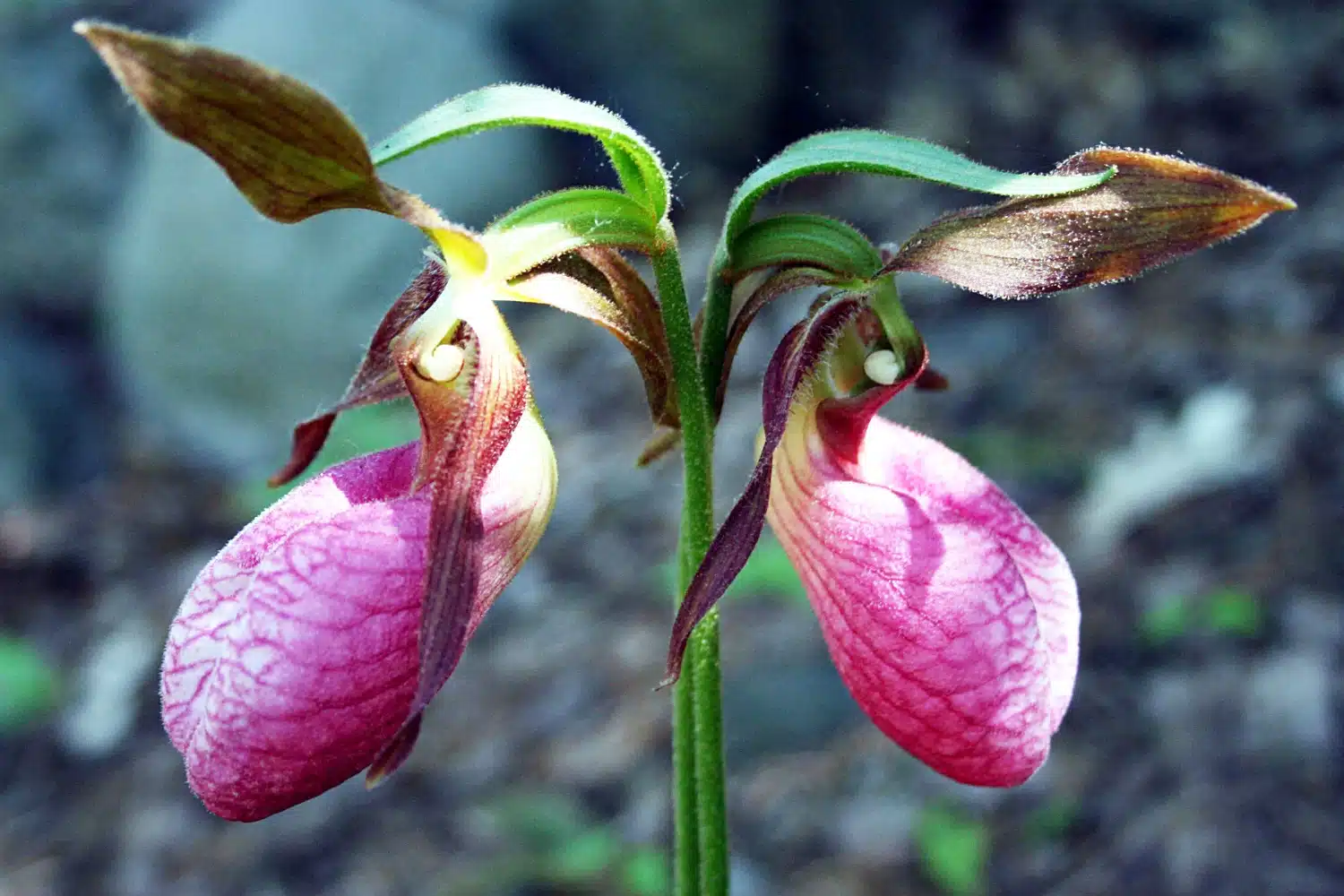 Is the Lady Slipper Flower Endangered? | Lady Slipper Facts