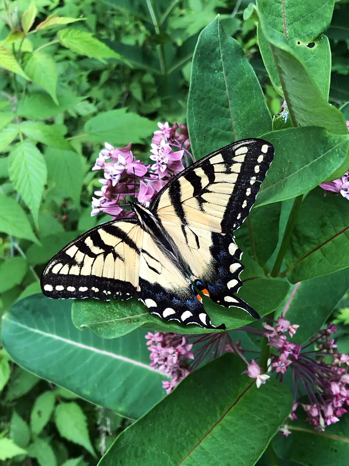 10 Best Plants That Attract Butterflies