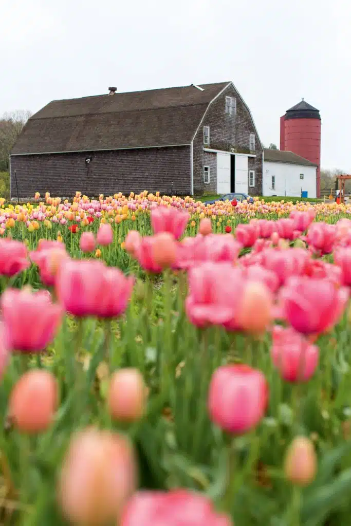 Wicked Tulips offers a taste of the Netherlands in Rhode Island.