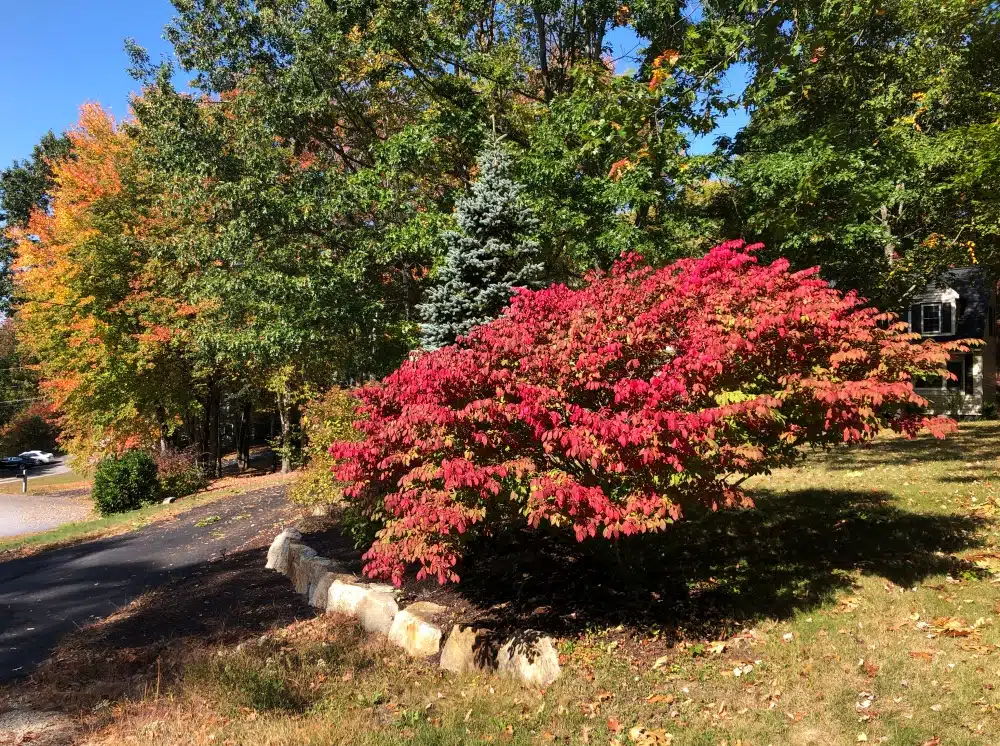 Is Burning Bush Invasive?