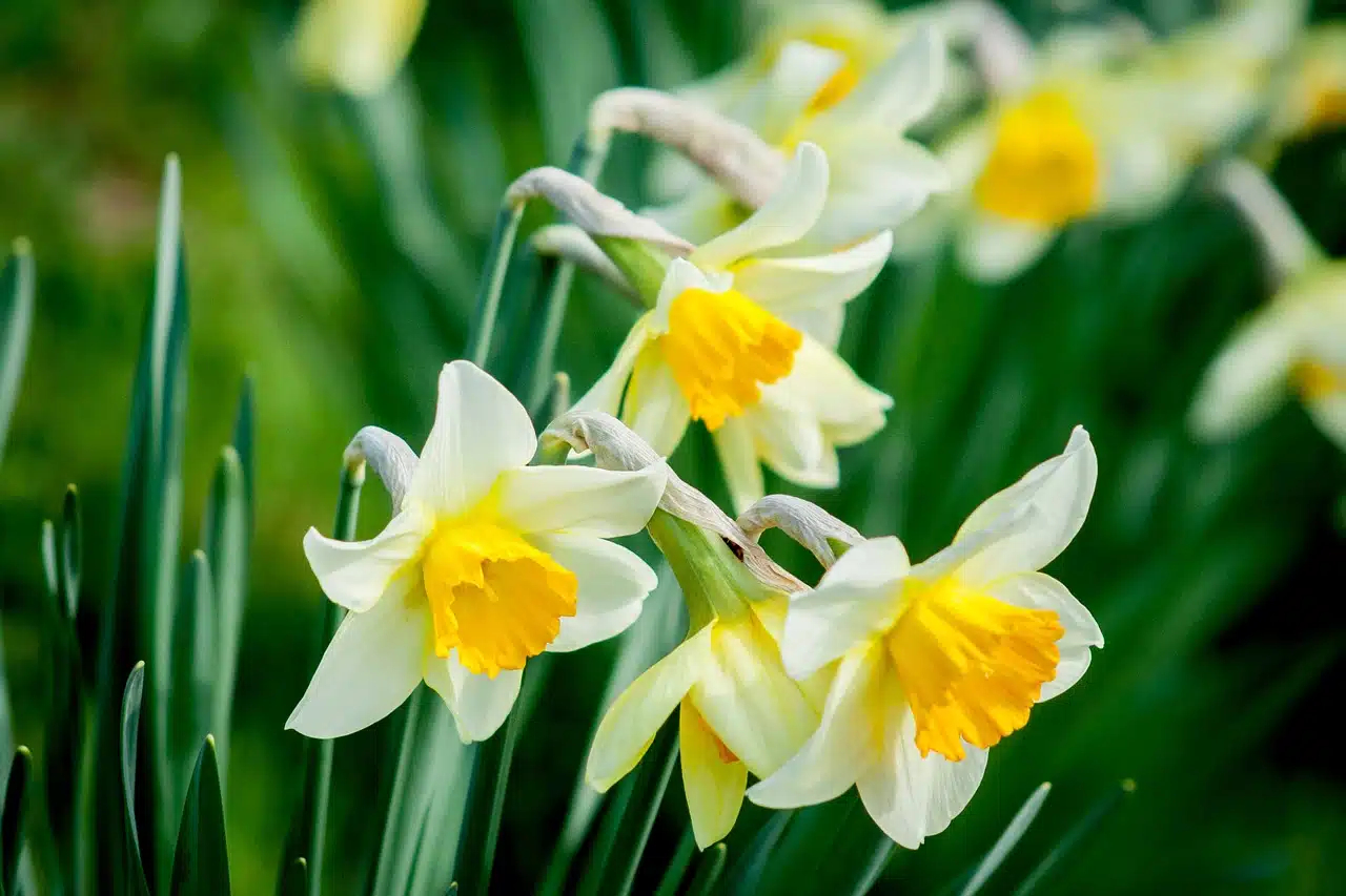 New England Spring Garden Essentials