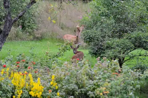 Keep Deer Out of the Garden | 5 Non-Toxic Gardening Tips