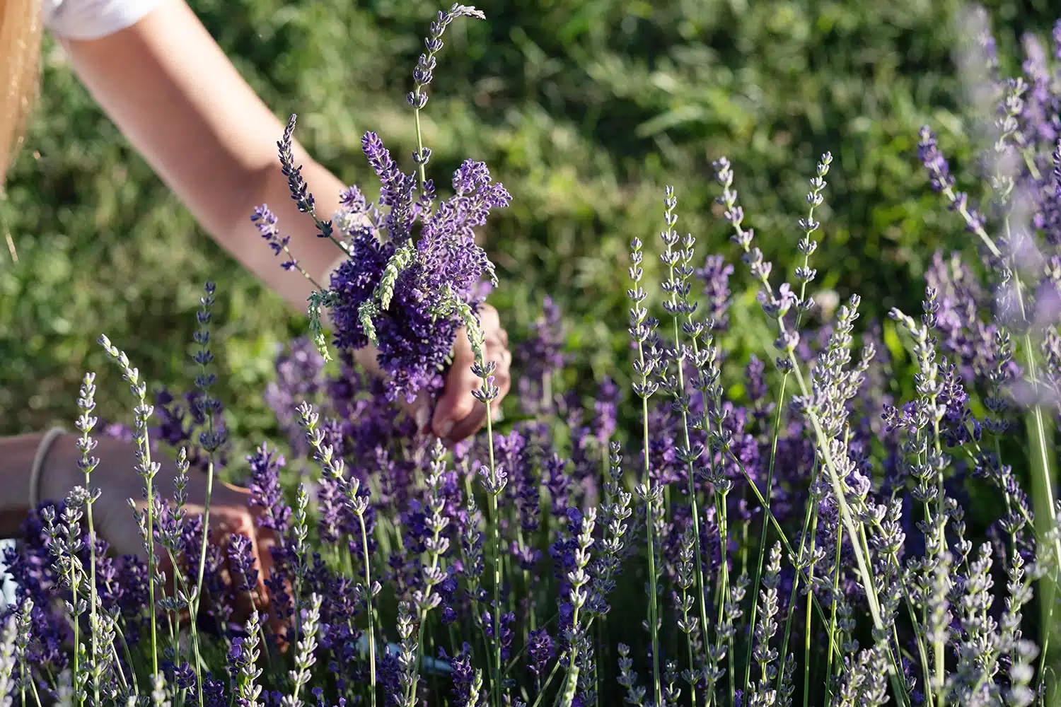 Scenes from the Lavender Festival at The Farm at SummitWynds in Holden, MA