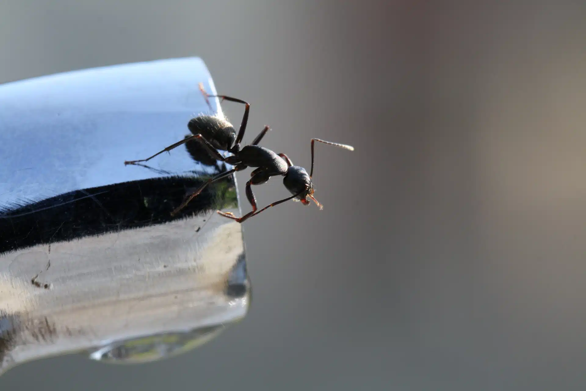 How to Get Rid of Ants in the House