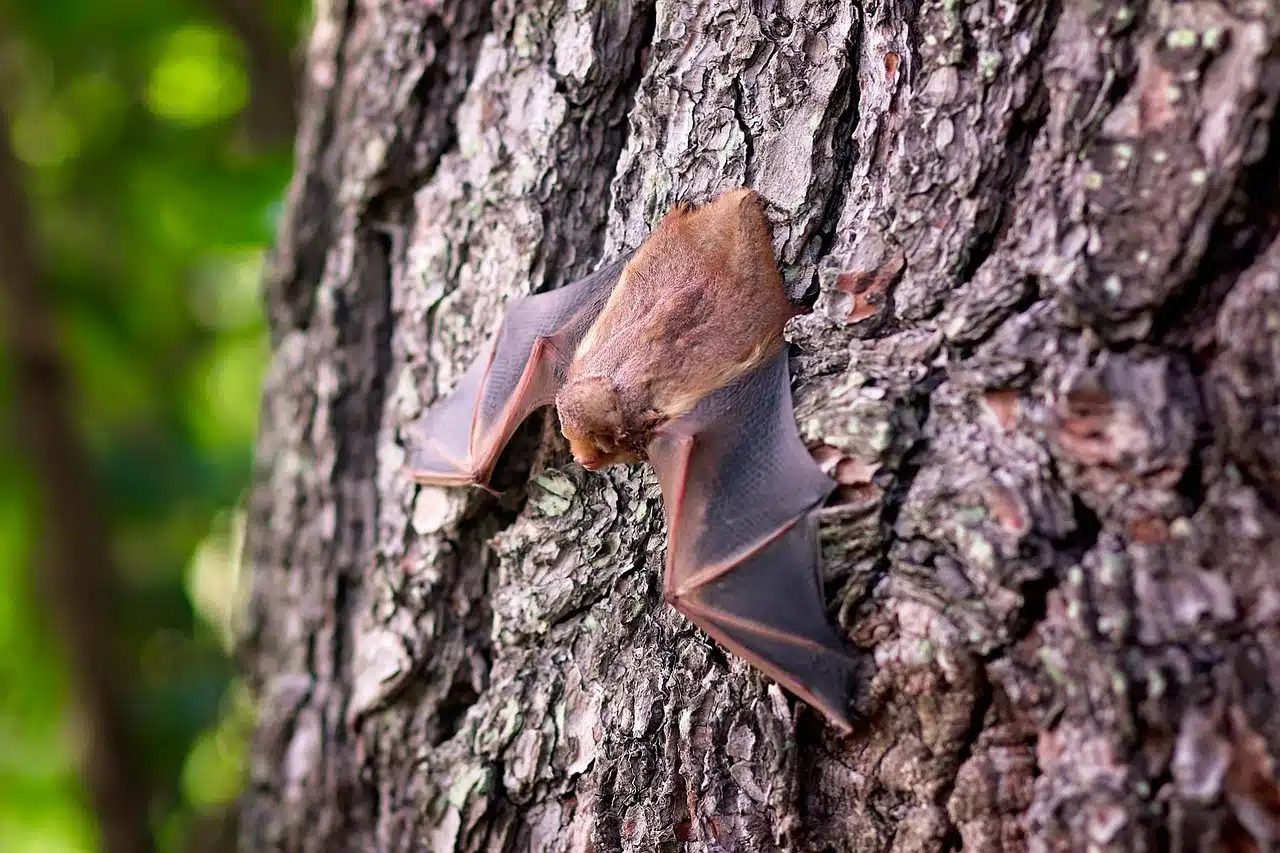 How to Get Rid of Bats in the Attic