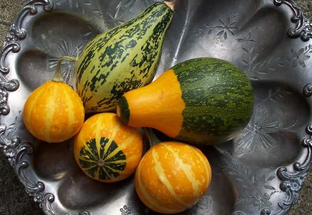 How to Preserve Gourds and Display Them, Too