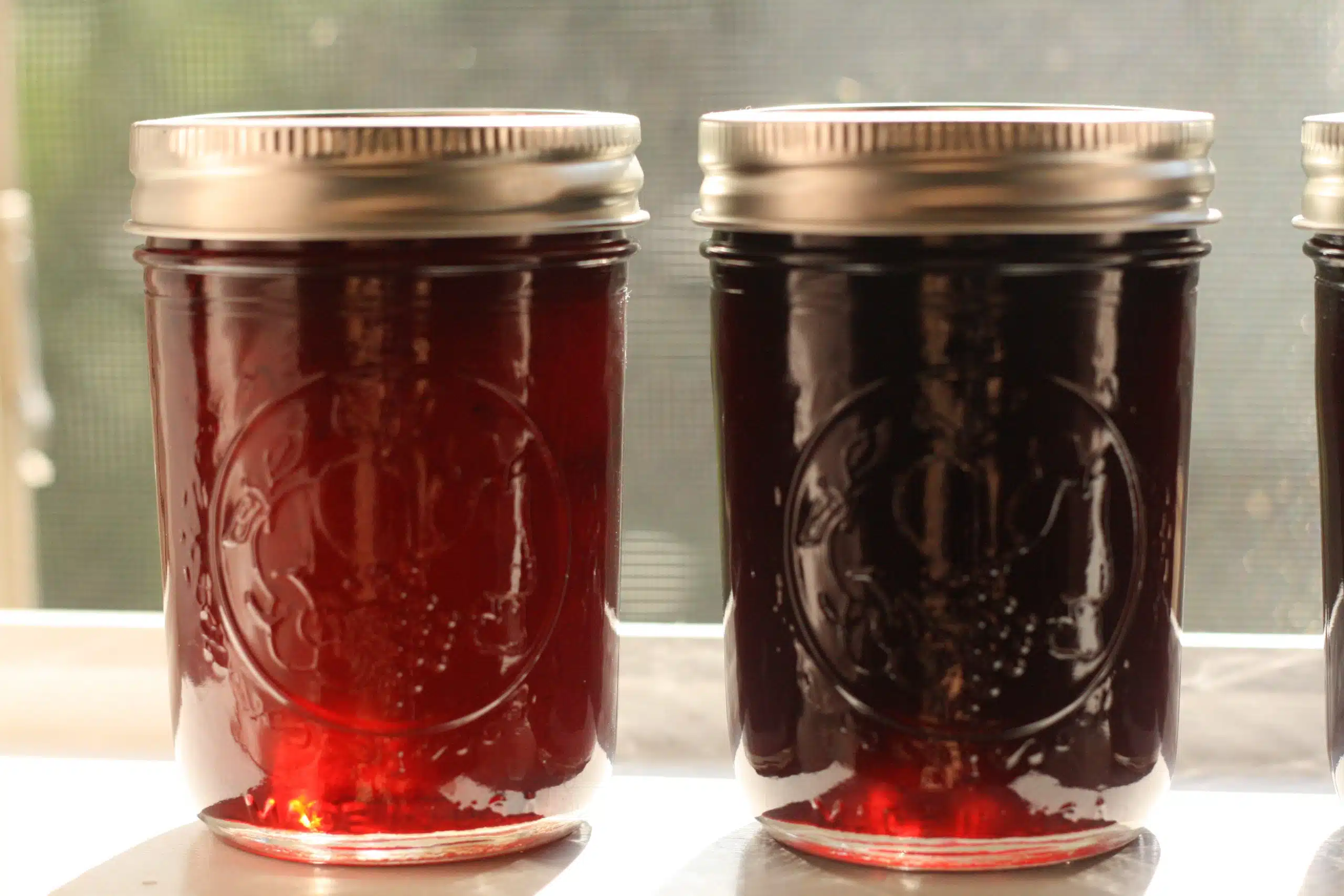 Beach Plum Jam