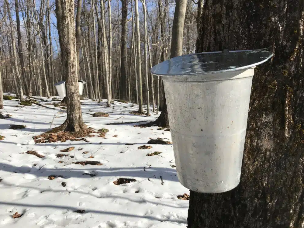 How to Make Maple Syrup in Your Own Backyard