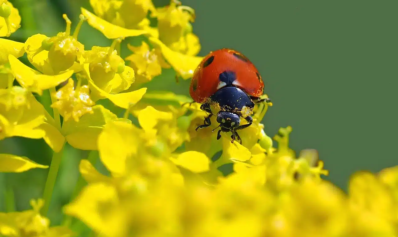 What Do Ladybugs Eat? | All About Ladybugs