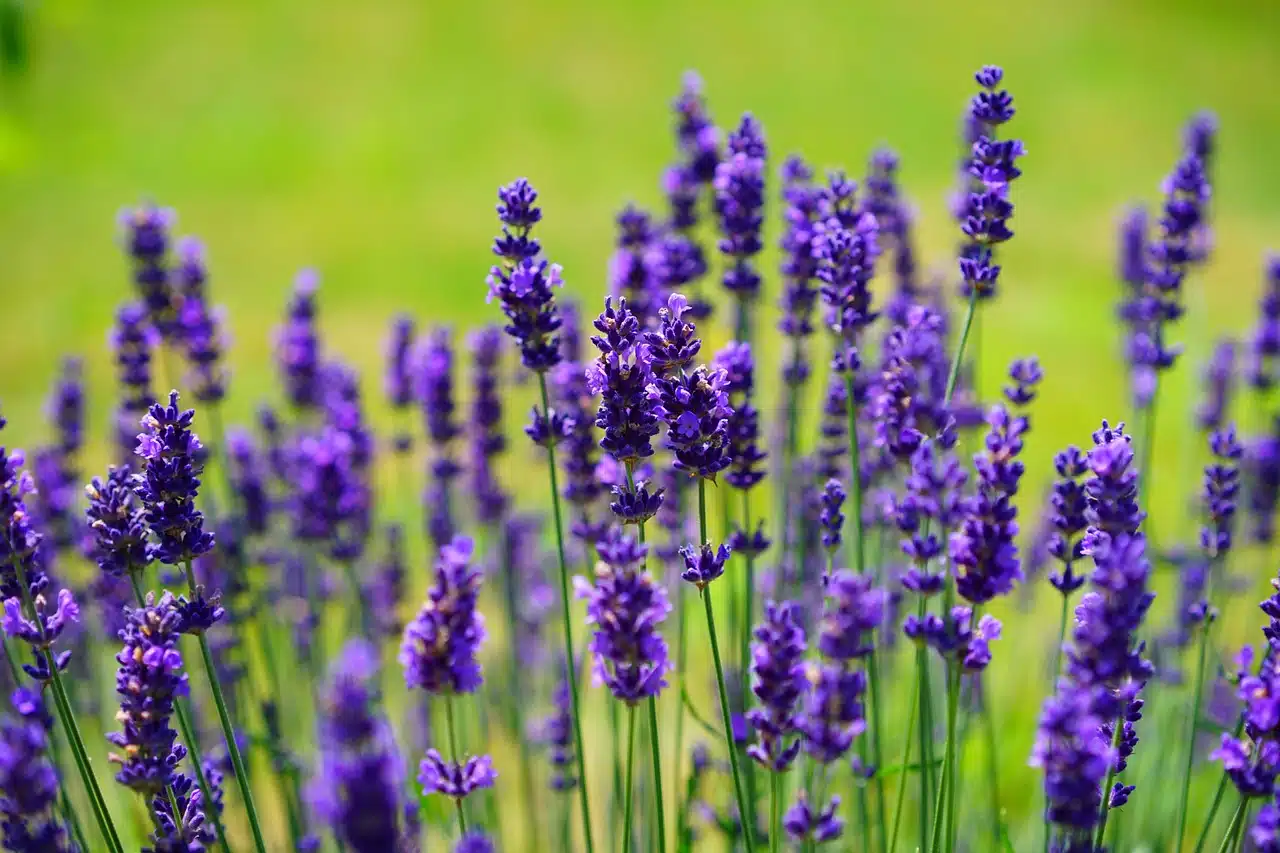 How to Make a Lavender Air Freshener